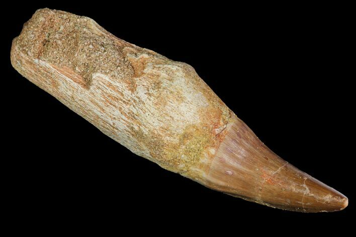 Fossil Rooted Mosasaur Tooth - Morocco #117048